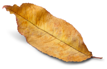 Dry colored fallen autumn leaves