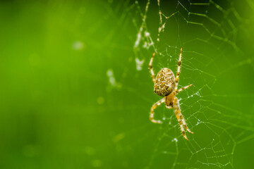 Forest by the Danube river in summer. Spider, Araneus diadematus, in its natural environment.