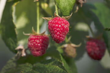 Close-up of raspberries growing on plant