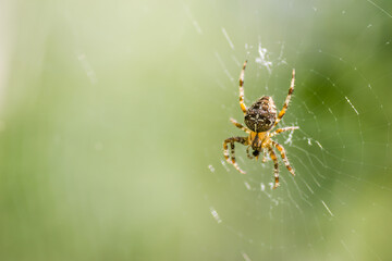 Forest by the Danube river in summer. Spider, Araneus diadematus, in its natural environment.