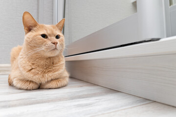domestic cat lies on the floor in the room