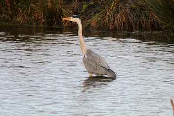 A grey Heron in a Lake. This rare and elegant bird is foraging and hunting for food in the water.