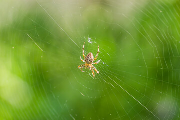 Forest by the Danube river in summer. Spider, Araneus diadematus, in its natural environment.
