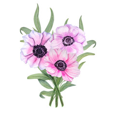 Anemones with eucalyptus isolated on a white background. Watercolor illustration. For Valentine day, wedding invitation, birthday and mother day cards, poster, textile design, cover, background