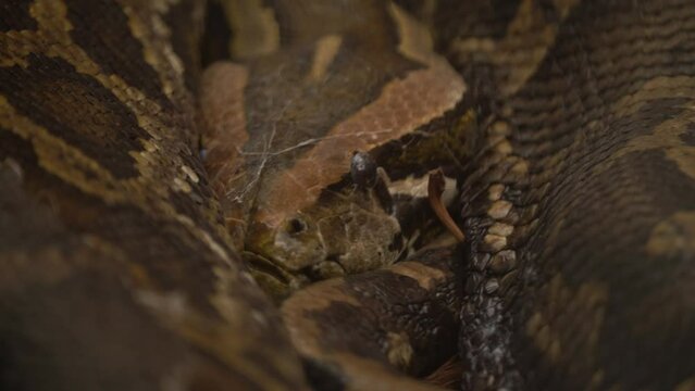 Extreme Close Up Of Shading Python Constrictor Snake Facing The Camera