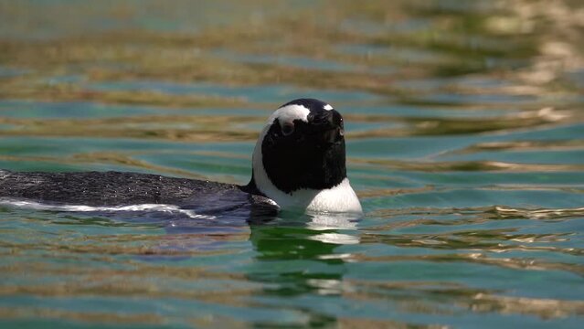 African Penguin Swimming In Crystal Clear Water. Close Up