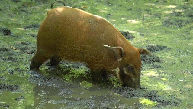 Red River Hog Digging In The Mud With Its Snout. - close up
