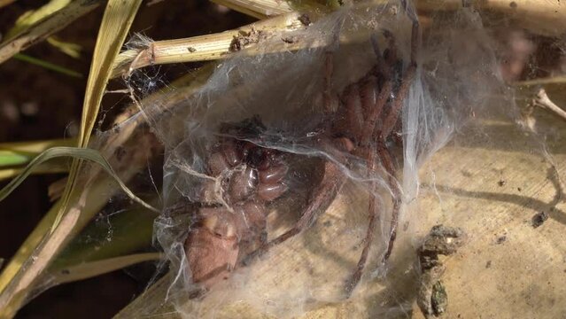 Huge Drassodes Spider Mating Pair In A Common Silken Cell - Macro