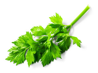 Fresh  celery leaves (Apium graveolens) isolated png, top view