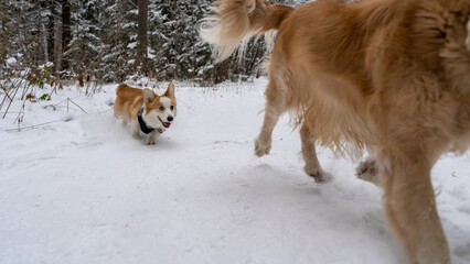 little corgi chasing a big dog golden retriever