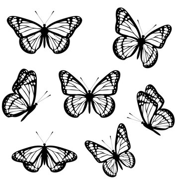 Set of black and white monarch butterflies isolated on white background. Vector illustration
