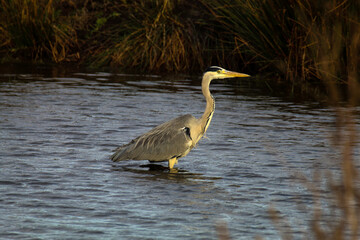 A grey Heron in a Lake. This rare and elegant bird is foraging and hunting for food in the water.