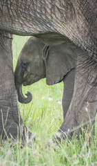Baby African elephant