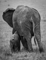 Mother and baby African elephant