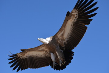 Fototapeta premium Gänsegeier im Flug
