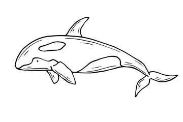 Sketch of marine predatory mammal killer whale.