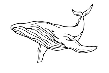 Linear sketch of a marine mammal whale.Vector graphics.