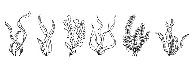 Set of line sketches of various seaweeds.Vector graphics. © Катерина Якубович