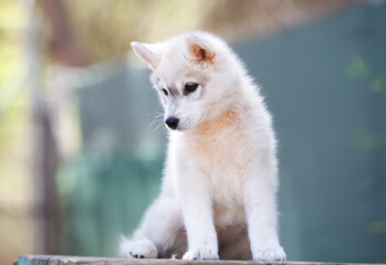 Beautiful siberian husky puppy in the park