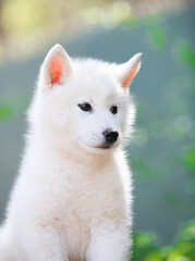 gray and white siberian husky dog