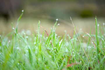 Water drops on grass