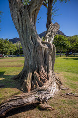 Gray Vintage Tree with Green Grass and Blue Sky Background.