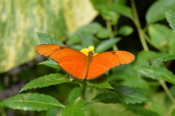 Dryas Julia Fackel oder Julia Schmetterling Oranger Schmetterling