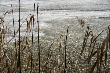 Eisbedecktes Schilfgras vor gefrorener Teichlandschaft bei Frost, Schnee und Eis am Nachmittag im...