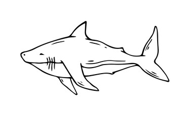 Linear sketch of a shark. Vector graphics.