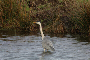 A beautiful grey Heron standing in a lake, the bird is hungry and looking for food.