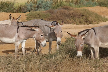 Donkeys with cub graze in Senegal, Africa. Farm in Senegal, Africa. Livestock in Africa. African...