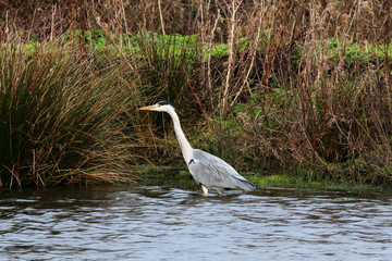A beautiful grey Heron standing in a lake, the bird is hungry and looking for food.
