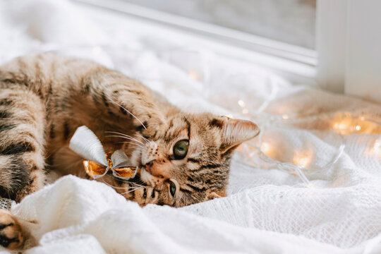 A striped kitten on the window. Kitten plays with a garland. Winter cozy day at home.