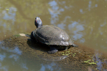 Turtle Enjoying The Sun At Amsterdam The Netherlands 13-6-2021