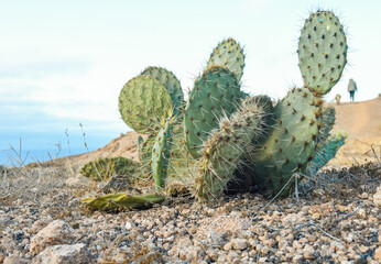 Close-up of Opuntia ficus-indica in a volcanic area of Lanzarote