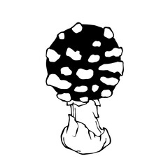 Sketch of poisonous wild forest mushrooms.Vector graphics.