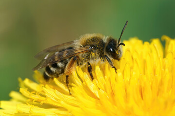 Closeup on a female Banded mining bee, Andrena gravida, sitting on a yellow dandelion, Taraxacum officinale flower