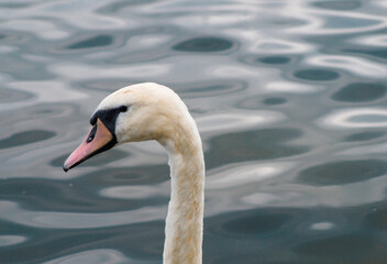 mute swan cygnus olor