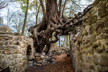 Wurzel eines Baumes wächst über zwei Mauern in der Luft Mystischer Anblick