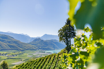 Weinberglandschaft rund um den Kalterer See im S&uuml;den S&uuml;dtirols