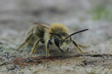Frontal closeup on a hairy male Catsear mining bee, Andrena humilis, with it's white clypeus