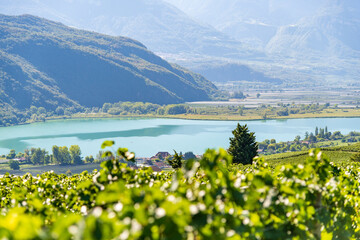 Weinberglandschaft rund um den Kalterer See im S&uuml;den S&uuml;dtirols