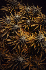 Marijuana leaf Cannabis bud golden bush, Marijuana Plant