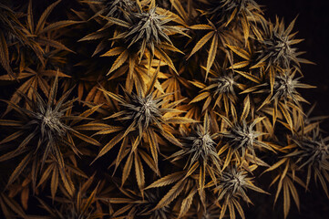 Medical Cannabis bud golden leaf