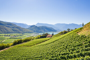 Weinberglandschaft rund um den Kalterer See im Süden Südtirols