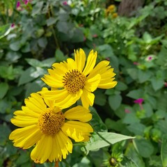 Yellow daisies on a sunny day in the autumn garden.