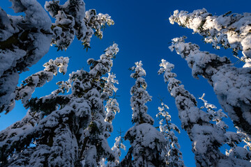 Snow covered christmas trees in Winterberg Germany from frog perspective with clear blue sky and...