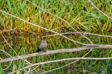 blackbird on a branch over the water
