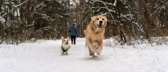 A golden retriever runs away from a small corgi.