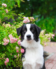 australian shepherd puppy in park